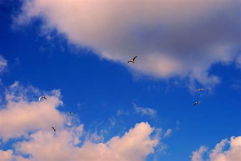 Free Images Nature Bird Wing Cloud Sky Sunlight Seabird Flight
