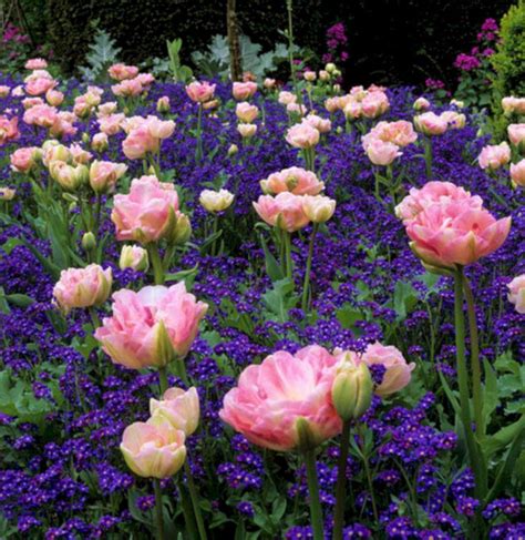 My Favorite Plant Combinations 80 Beautiful Gardens Plant