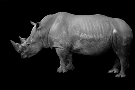 Rhino Free Stock Photo Public Domain Pictures