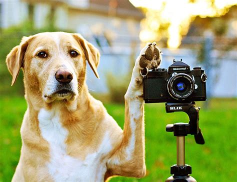 How To Take The Best Pictures Of Dogs Dogalize