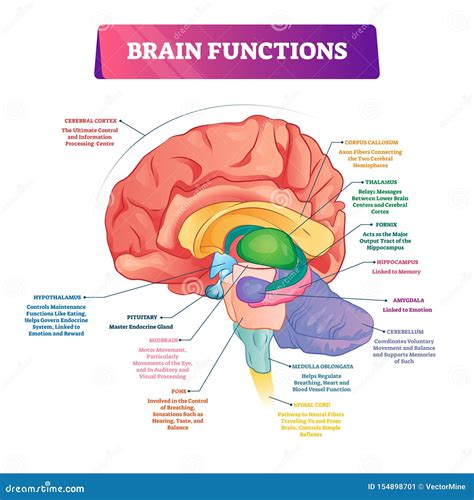 Brain Diagram With Functions