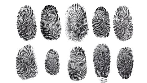 Why Even Identical Twins Have Different Fingerprints Trendradars