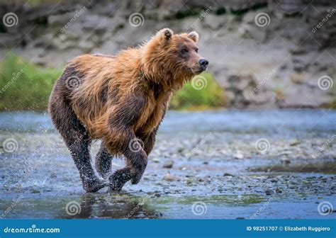 Grizzly Bear On The Chase Stock Image Image Of Action 98251707