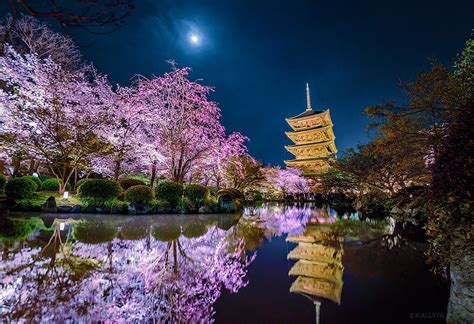 Du Lịch Kyoto Nhật Bản Mùa Hoa Anh đào Cứ Bước Ra đường Là Góc Nào