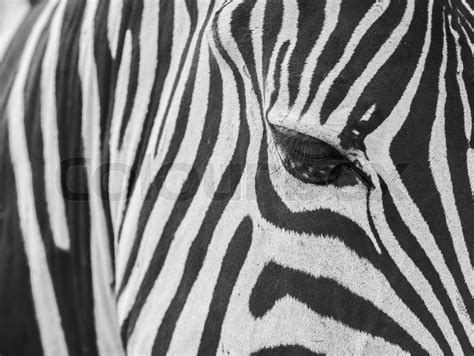 Zebra Skin Texture Stock Image Colourbox