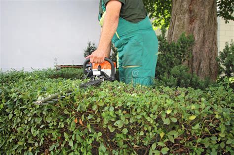 Man Trimming Hedge1 Stock Image Image Of Backyard Plant