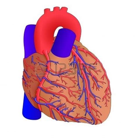 Free Heart Organ Cliparts Download Free Heart Organ Cliparts Png
