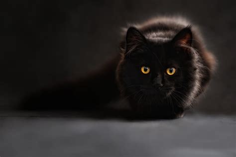 Black Cat Image Id 350565 Image Abyss