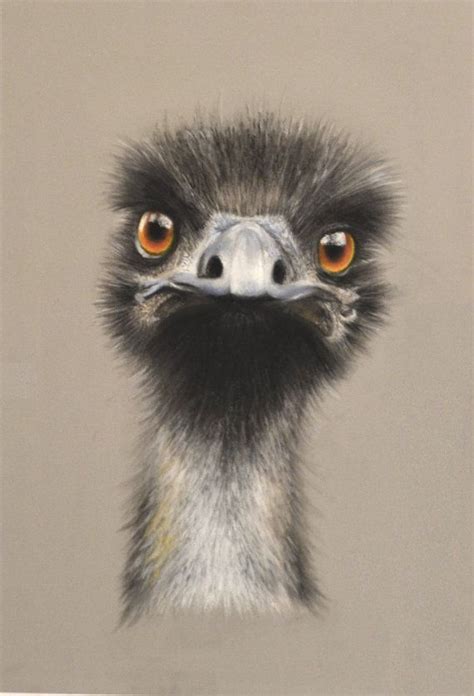 The emu is a huge bird. 21 best images about Emu Painting on Pinterest | Emu ...