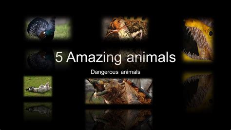 5 Amazing Animals5 Dangerous Animals Animal Best Animal Top Animal