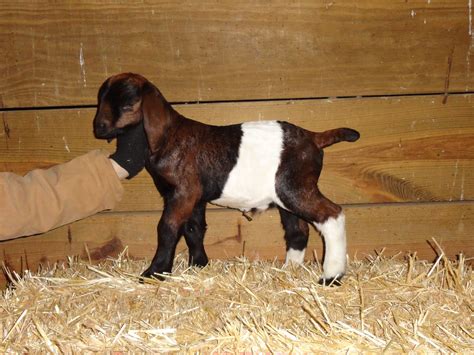 Harmon Pfarms Boer Meat Goats