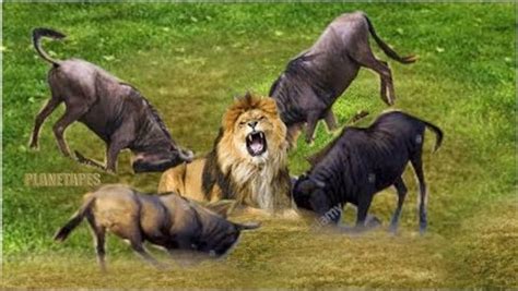 Amazing Animals Fight Wildebeest V Lion Hyena Buffalo And Cheetah