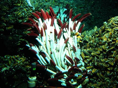 The 27 Best Deep Sea Species 24 Tubeworms Deep Sea News