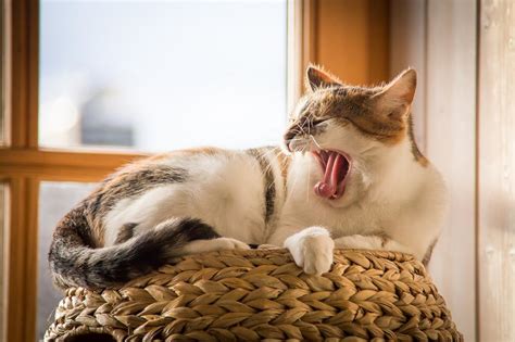 Cat Bleeding From Mouth Heres What You Need To Know