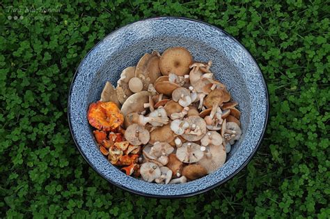 Wild Mushrooms Of Eastern Ontario The Village Plate