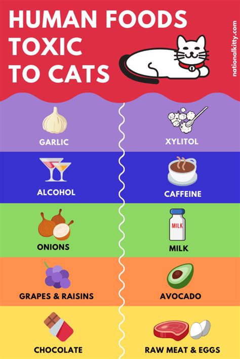 8 Human Foods Poisonous To Cats National Kitty