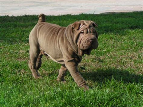 Shar Pei Was Originally Bred As Palace Guard In China Best Puppys