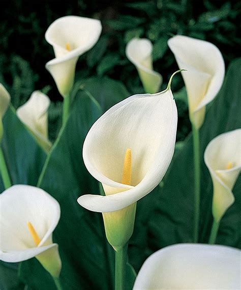 Van Zyverden Dormant Calla Aethiopica Lily Bulb Set Of Five Lily