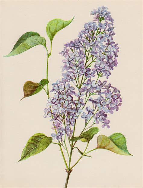 Antique Lilac Print Girly Wall Art Romantic Lilac Flower Decor Etsy