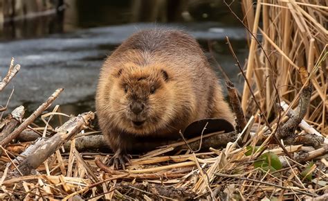 Interesting Facts About Beaver Animal A Complete Guide