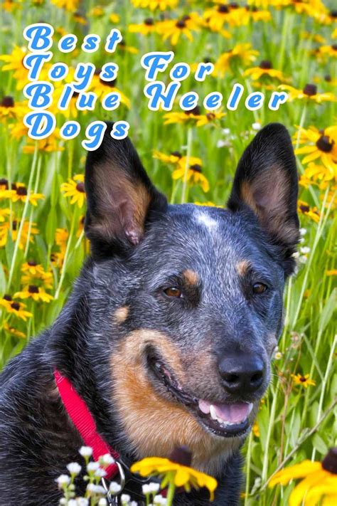 Your australian cattle dog knows that if you will allow him to get away when he disobeys your wishes once. Best Toys for Blue Heeler Dogs | Dogs, Dog toys, Dog training