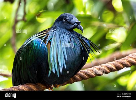 Nicobar Pigeon Caloenas Nicobarica The Only Living Member Of The