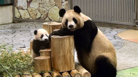 Cute Panda Baby And Her Mom パンダ 優浜 と 良浜 アドベンチャーワールド Youtube
