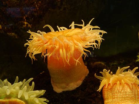 Sea Anemone Stock Image Image Of Invertebrate Flower 30745899