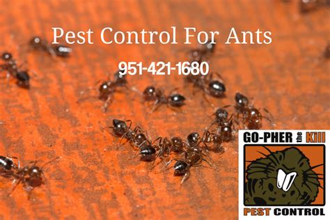 Their business is a branch operated by individually owned team members of the moxie organization. Pest Control For Ants Riverside CA 92503 | Pest control ...