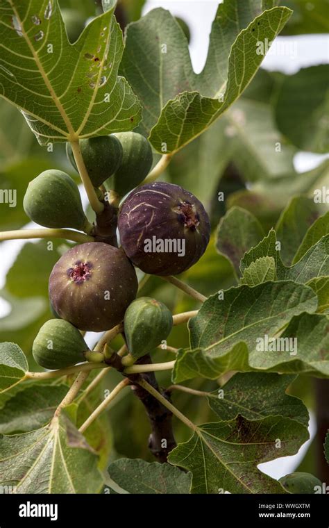 The Fig Tree Fruit Stock Photo Alamy