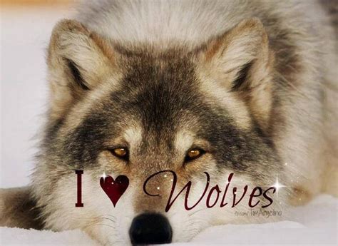 I Love Wolves Wolves Photo 37466189 Fanpop