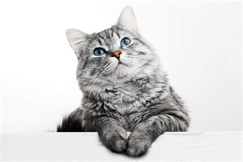 Funny Large Longhair Gray Tabby Cute Kitten With Beautiful Blue Eyes