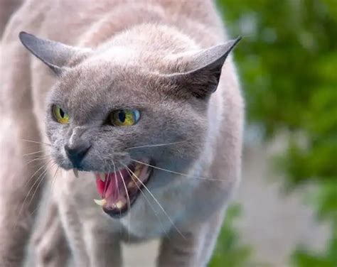 10 Common Diseases In Cats Did You Know