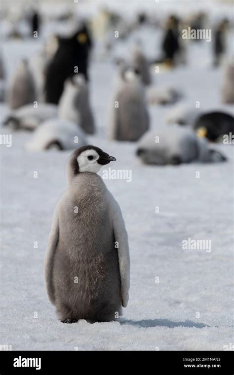 Antarctica Weddell Sea Snow Hill Island Snow Hill Colony Emperor Penguin Chicks Aptenodytes