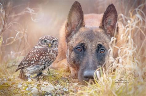 The Adorable Friendship Between A Dog And An Owl Animals Friendship