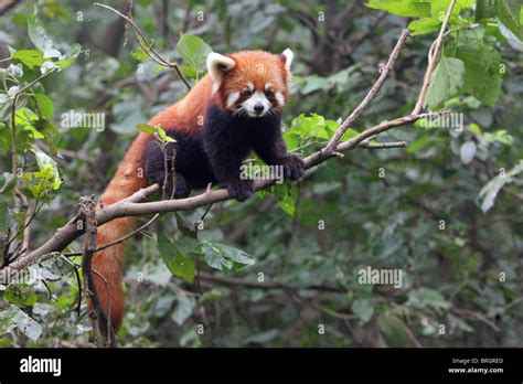 Red Panda Gripping A Branch Hi Res Stock Photography And Images Alamy