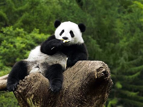 Hd Panda Wallpapers Animals Library