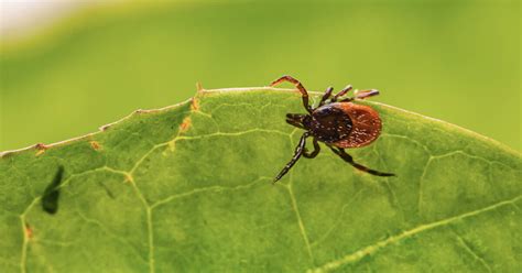 Ontario Hikers Are Seeing More Ticks This Spring And Lyme Disease