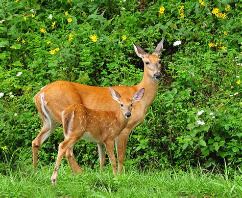 Mother And Baby White Tailed Deer Photograph By Lara Ellis
