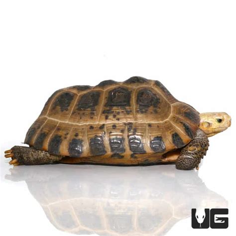 Juvenile Elongated Tortoises Inditestudo Elongata For Sale