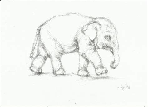 Animal Pencil Drawing At Getdrawings Free Download