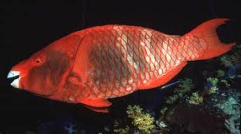 Red Parrotfish Information And Picture Sea Animals