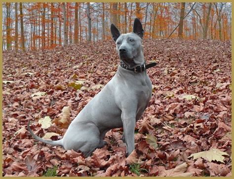 The Stunning Beauty Of Blue Dog Breeds Pethelpful