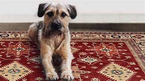 Carpet Protector Mats For Dogs Carpet Vidalondon