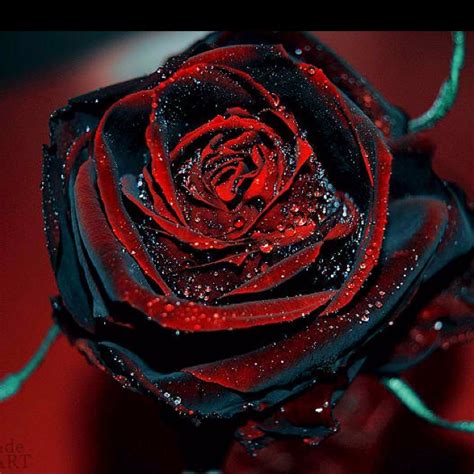 Recently added 40+ black and white rose vector images of various designs. Red/black rose | Rose seeds, Black rose flower, Rose bush ...