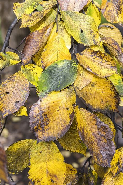 Beech Tree Branch With Yellow Weathered Dry Leaves Stock Photo Image