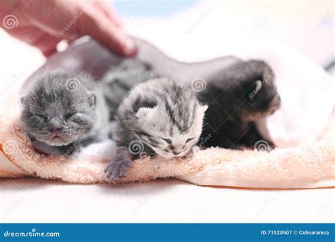 New Born Kittens First Day Of Life Stock Image Image Of Kittens