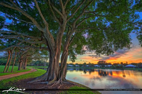 Large Ficus Tree Sunset At Lake Catherine Palm Beach Gardens Hdr