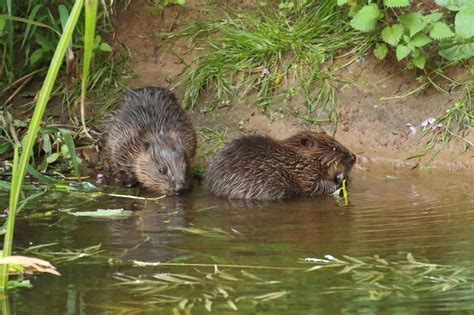 Englands First Wild Beavers In 400 Years Allowed To Stay On River Home
