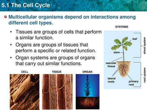 Why Do Cells Divide Cell Differentiation In Multicellular Organisms Growth Cell Reproduction